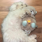 CalmPUP™ - Beroligende kosedyr mot stress - NordKlover